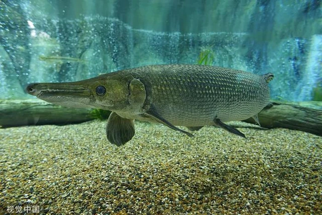 Cá láng lớn Bắc Mỹ là loài cá lớn nhất thuộc họ cá láng, còn giữ lại nhiều đặc điểm của tổ tiên xa xưa. Loài cá ăn thịt này có van xoắn tại ruột, giúp nó thở cả dưới nước và trên cạn.