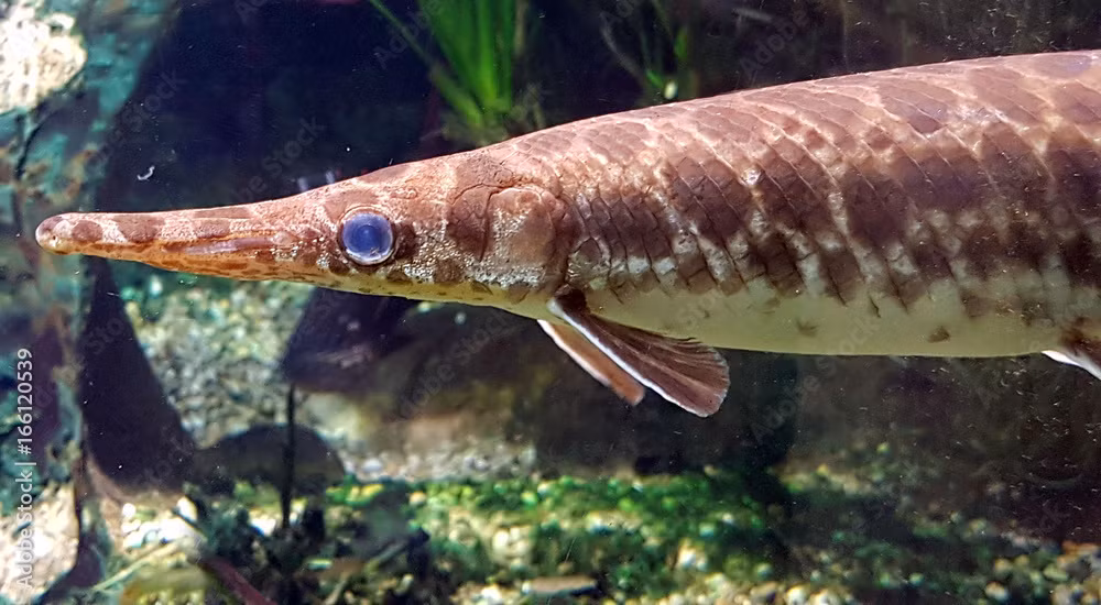 Hiện diện trên Trái đất từ thời nguyên thủy, cá láng lớn trông đáng sợ nhưng thực chất chúng rất hiền lành. Lớp vảy dày như bộ giáp của chúng được người mỹ bản xứ dùng làm miếng tì ngực.