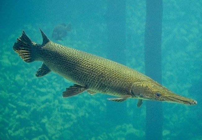 Tại Việt Nam, chúng thường được gọi là "Cá sấu hỏa tiễn" trong thương mại cá cảnh.