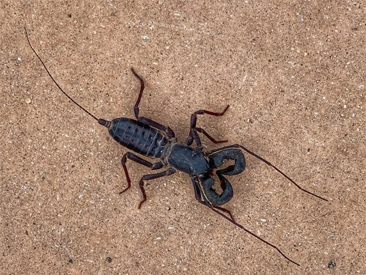 3. Bọ cạp: Nhiều loài bọ cạp phổ biến tại Việt Nam, như bọ cạp đen và bọ cạp nâu. Vết cắn của bọ cạp gây ra các triệu chứng như đổ mồ hôi, nước mũi, buồn nôn, chóng mặt, và mất cảm giác.