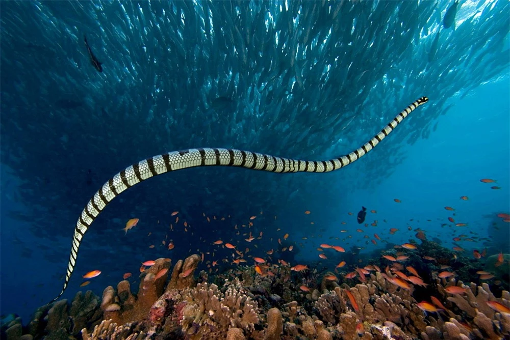 2. Rắn biển: Loài rắn độc nhất tại Việt Nam, đặc biệt là rắn đẻn kim. Nọc độc của chúng rất mạnh, có thể gây tử vong chỉ sau vài chục phút. Các loại rắn khác như rắn chàm quạp, rắn cạp nong, rắn hổ mèo cũng có độc tố cao.