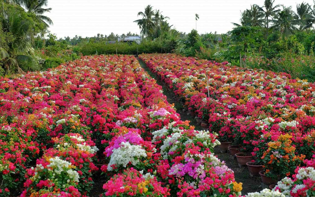 Những năm gần đây, hoa giấy được các thợ ghép cho ra nhiều màu trong cùng một chậu, như đỏ thẫm, tím than, trắng, phớt hồng, vàng… Ảnh: Đỗ Minh Tân