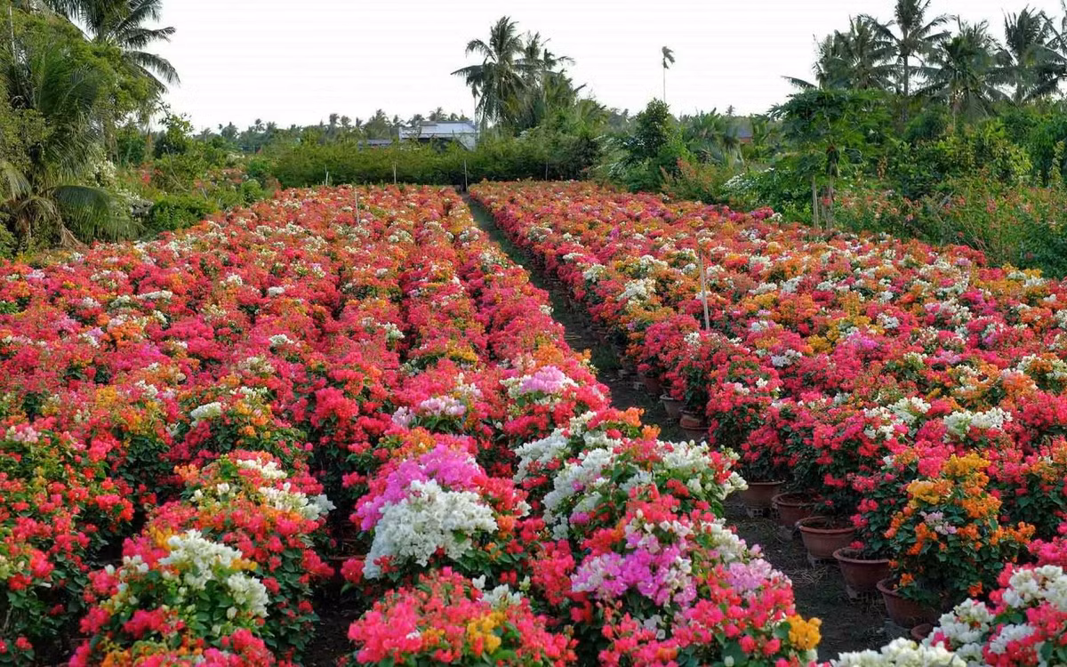 Những năm gần đây, hoa giấy được các thợ ghép cho ra nhiều màu trong cùng một chậu, như đỏ thẫm, tím than, trắng, phớt hồng, vàng… Ảnh: Đỗ Minh Tân