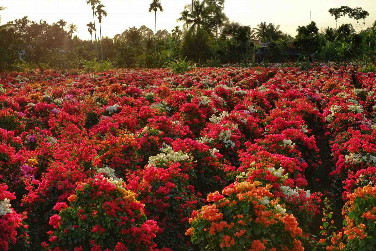 Nghề trồng hoa giấy của nông dân xã Phú Sơn, huyện Chợ Lách, tỉnh Bến Tre đã có hơn 20 năm nay. Đây là nơi có quy mô trồng hoa giấy lớn bậc nhất huyện, hằng năm cho ra hàng ngàn sản phẩm hoa giấy cung ứng cho thị trường cả nước. Ảnh: Đỗ Minh Tân