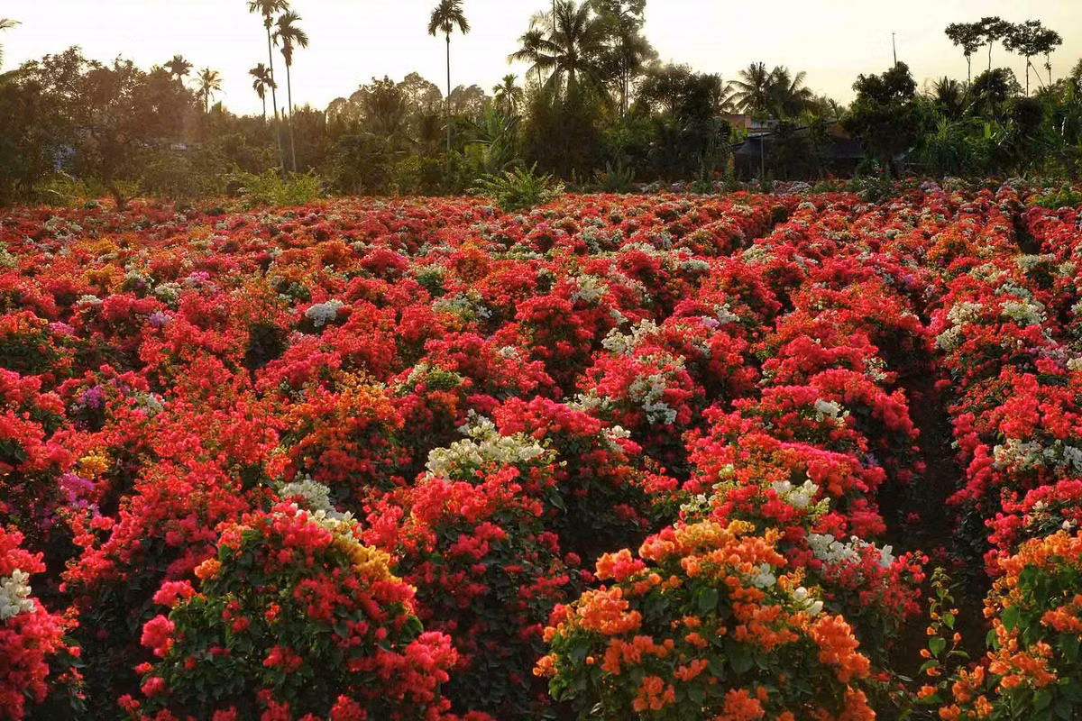 Nghề trồng hoa giấy của nông dân xã Phú Sơn, huyện Chợ Lách, tỉnh Bến Tre đã có hơn 20 năm nay. Đây là nơi có quy mô trồng hoa giấy lớn bậc nhất huyện, hằng năm cho ra hàng ngàn sản phẩm hoa giấy cung ứng cho thị trường cả nước. Ảnh: Đỗ Minh Tân