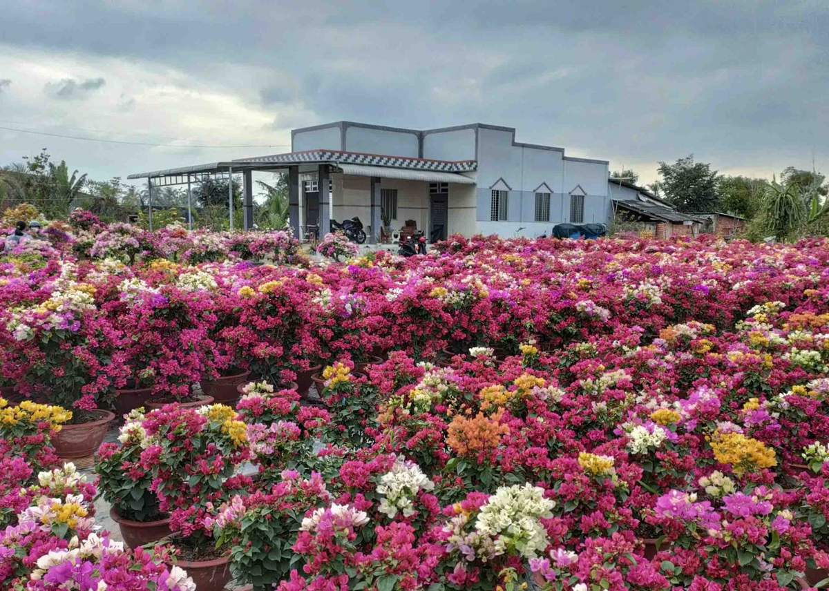 Bên cạnh ghép tạo nhiều màu, nhà vườn còn chú trọng khâu tạo dáng cho cây, thân cành được uốn sửa, tạo thế đẹp… đáp ứng nhu cầu khách hàng. Ảnh: Đỗ Minh Tân