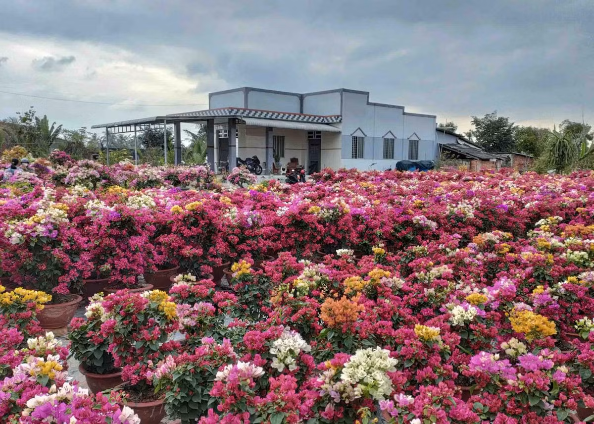 Bên cạnh ghép tạo nhiều màu, nhà vườn còn chú trọng khâu tạo dáng cho cây, thân cành được uốn sửa, tạo thế đẹp… đáp ứng nhu cầu khách hàng. Ảnh: Đỗ Minh Tân