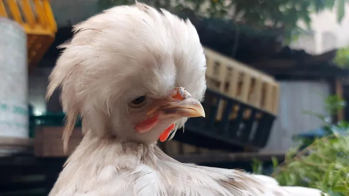 Mặc dù chiếc bờm lông trên đầu khiến chúng nổi bật và khác biệt, song nhúm lông này cũng khiến gà đôi khi bị che khuất tầm nhìn.