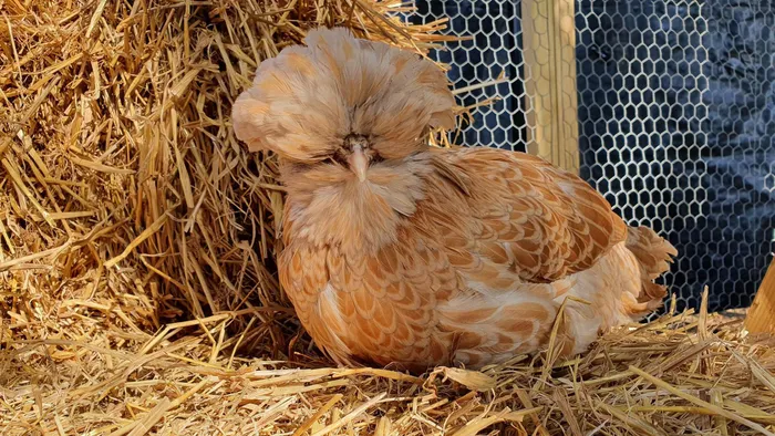 Hiện người muốn mua giống gà này có thể mua con giống với giá "mềm" hơn rất nhiều so với con trưởng thành (tùy theo độ tuổi của gà).