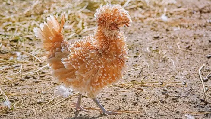 Gà đạt chuẩn trưởng thành sinh đẻ sau 8 tháng, sức đề kháng cao, đẻ trứng to và đều. Chúng có nhiều màu lông khác nhau như vàng, đen, trắng...