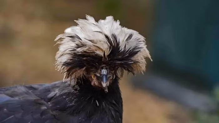 Theo thông tin của các trang trại gà giống ở Hà Nội, TP HCM, do giống gà này khá hiếm nên việc mua chúng cần liên hệ trước 1-2 tuần.