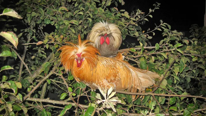 Gà sư tử Ba Lan có cân nặng trung bình khoảng 1,8–2 kg, năng suất trứng rất cao, 1-2 quả/ngày.