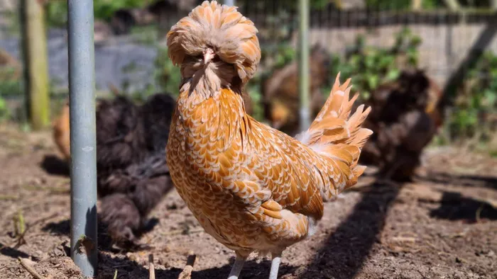 Gà Ba Lan có nguồn gốc từ Hà Lan và phổ biến ở Châu Âu. Các Hiệp hội Gia cầm Mỹ cho rằng giống gà này được giới thiệu tới Mỹ vào giữa năm 1830 và 1840. Mặc dù có tên gọi là Ba Lan nhưng tên này không phản ánh nguồn gốc của chúng.