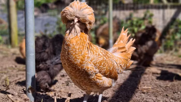 Gà Ba Lan có nguồn gốc từ Hà Lan và phổ biến ở Châu Âu. Các Hiệp hội Gia cầm Mỹ cho rằng giống gà này được giới thiệu tới Mỹ vào giữa năm 1830 và 1840. Mặc dù có tên gọi là Ba Lan nhưng tên này không phản ánh nguồn gốc của chúng.