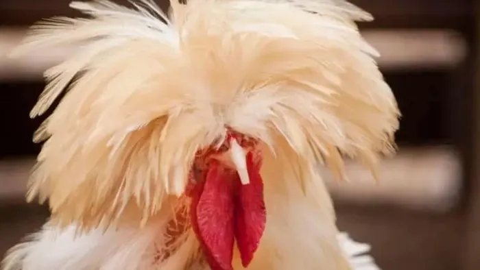 Tuy có năng suất trứng cao song nhiều đại gia tìm mua chúng chủ yếu để nuôi kiểng. Chúng từng gây sốt trong giới sinh vật cảnh khi giá bán lên tới 2.500 USD/con (khoảng hơn 50 triệu đồng).