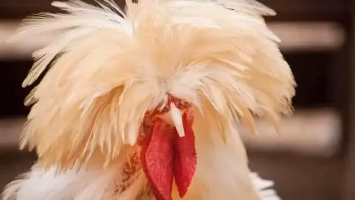 Tuy có năng suất trứng cao song nhiều đại gia tìm mua chúng chủ yếu để nuôi kiểng. Chúng từng gây sốt trong giới sinh vật cảnh khi giá bán lên tới 2.500 USD/con (khoảng hơn 50 triệu đồng).