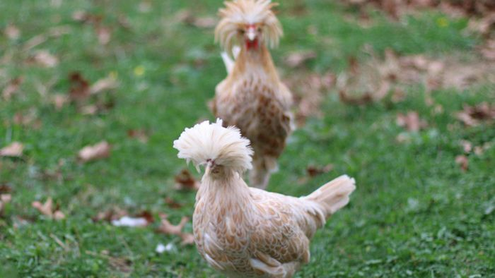  Gà sư tử Ba Lan với chiếc mào xù như bờm sư tử lạ mắt đang được nhiều trang trại rao bán với giá từ 7 - 8 triệu đồng (tùy trọng lượng và tuổi đời gà).