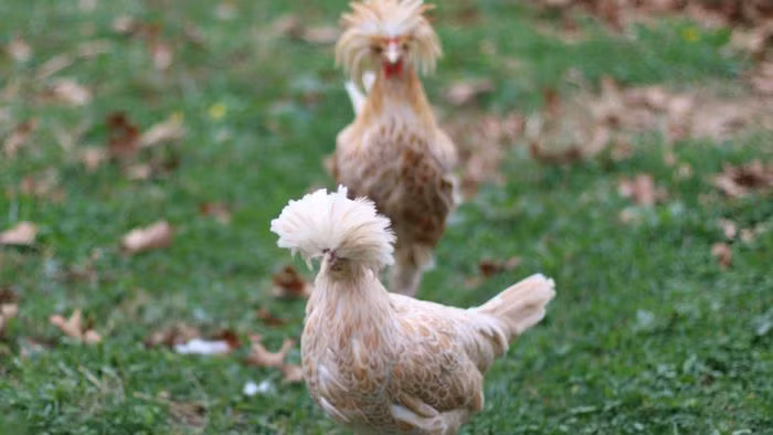  Gà sư tử Ba Lan với chiếc mào xù như bờm sư tử lạ mắt đang được nhiều trang trại rao bán với giá từ 7 - 8 triệu đồng (tùy trọng lượng và tuổi đời gà).