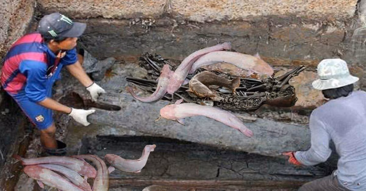 Khi máy xúc va phải vật cứng, một hố lớn xuất hiện trên kênh, và hơn chục con cá trê bất ngờ trôi ra.