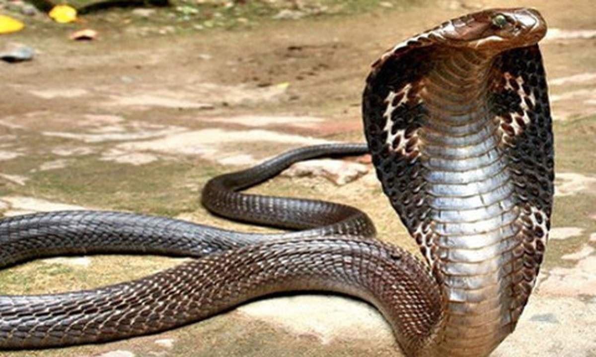 Rắn biển Peron xếp thứ 5 trong danh sách những loài rắn độc nhất thế giới, chỉ sau rắn Taipan nội địa, rắn biển Dubois, rắn nâu miền Đông và rắn biển bụng vàng. Rắn hổ mang chúa, loài rắn độc dài nhất thế giới không có cửa khi so sánh với rắn biển Peron.