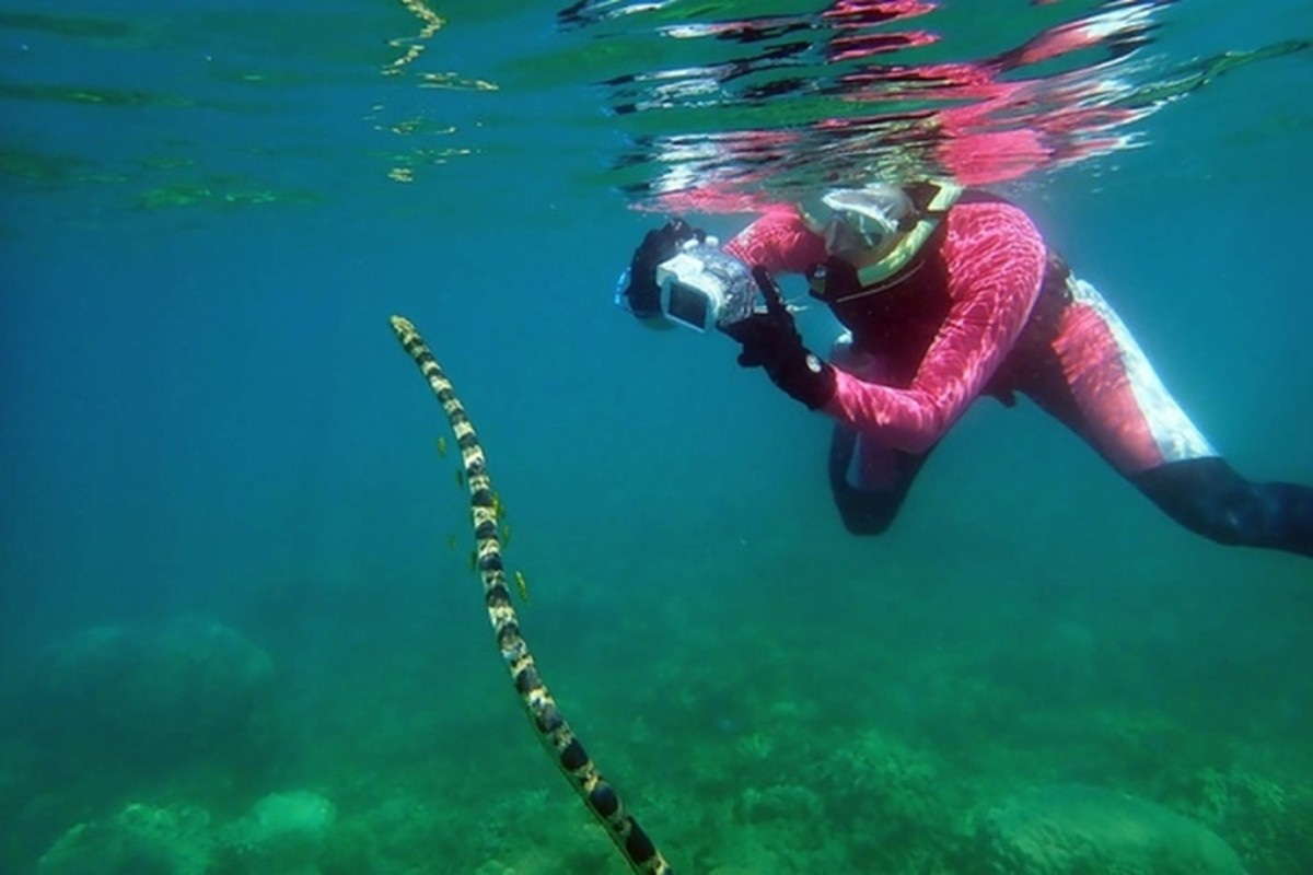 Loài rắn này sống dưới biển nhưng thường trồi lên mặt nước để thở.