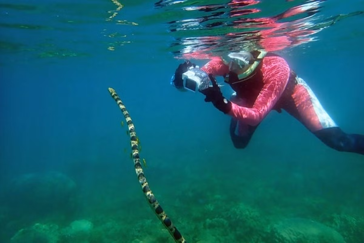 Loài rắn này sống dưới biển nhưng thường trồi lên mặt nước để thở.