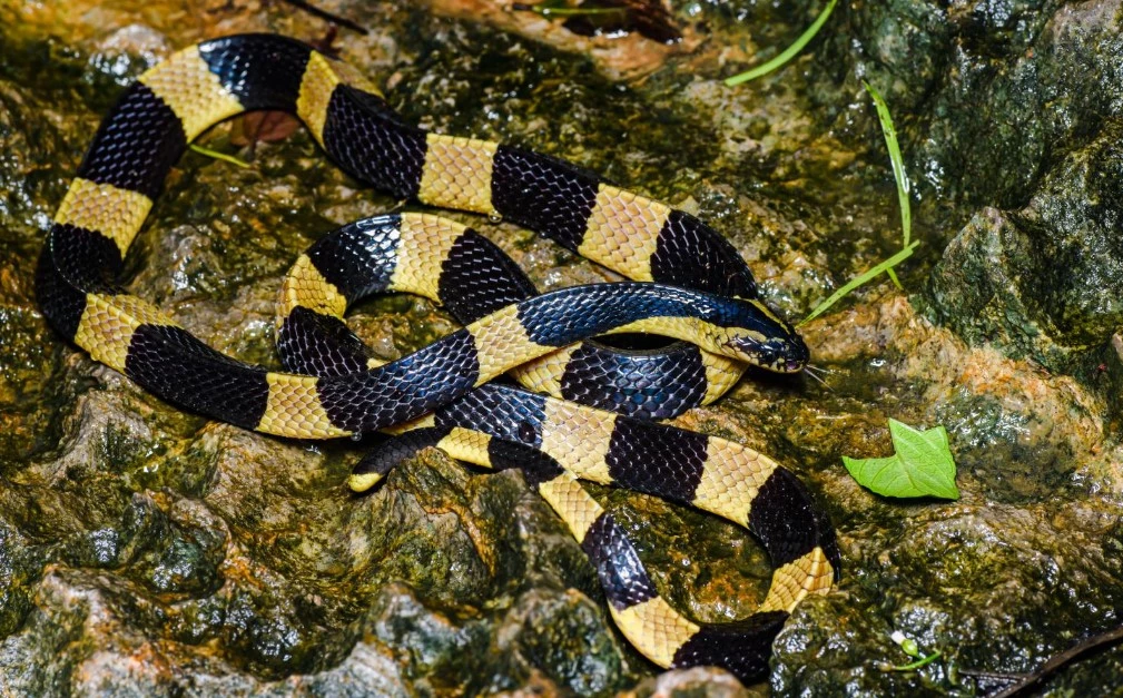Lượng nọc trung bình mỗi lần cắn của rắn cạp nong rất cao, có thể giết chết nạn nhân ngay tại chỗ sau khoảng 30 phút nếu không chữa trị.