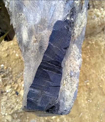 Loại gỗ này có giá trị tăng lên theo tuổi của nó, và ước tính có thể lên tới hàng trăm tỷ đồng.