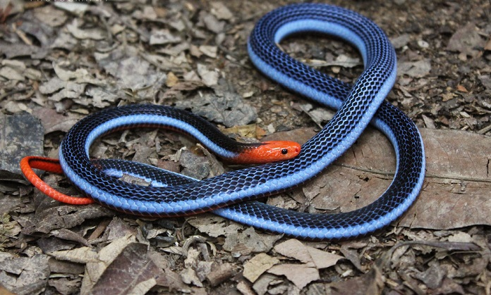 Điều này khiến cho việc nghiên cứu về chúng gặp khó khăn, đặc biệt là về độc tính và thói quen sinh hoạt.