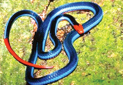 Với màu sắc rực rỡ, đỏ và trắng quyến rũ, rắn san hô xanh tạo ấn tượng mạnh mẽ và huyền bí.