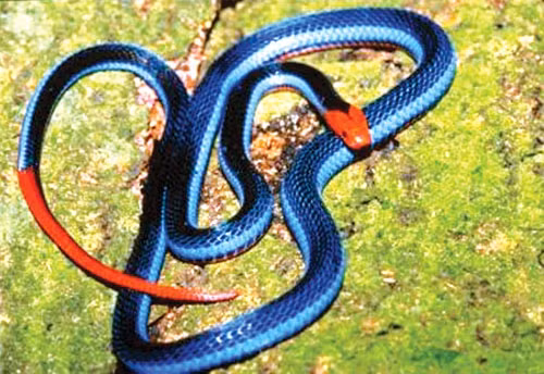 Với màu sắc rực rỡ, đỏ và trắng quyến rũ, rắn san hô xanh tạo ấn tượng mạnh mẽ và huyền bí.