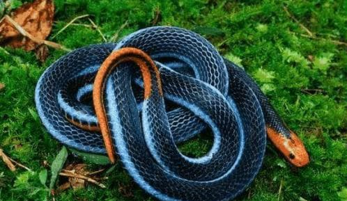 Mặc dù không được xếp hạng về độc tố, nhưng chúng vẫn có nọc độc mạnh mẽ.