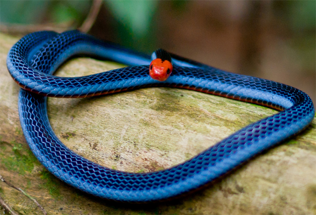 Rắn san hô xanh, còn được gọi là Rắn lửa băng, là một trong những loài rắn độc nhất và mạnh mẽ trên thế giới.