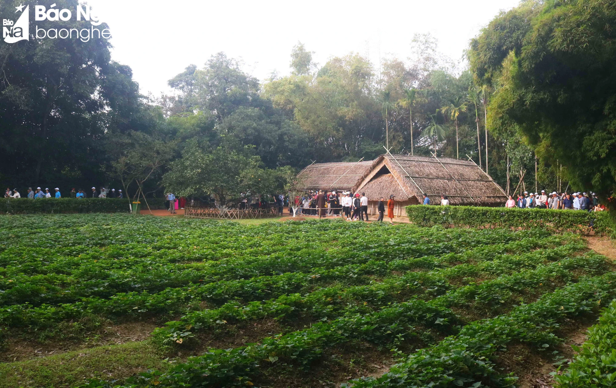 Ngôi nhà của gia đình Bác Hồ ở làng Sen thấp thoáng giữa vườn cây xanh tươi, đặc biệt là vườn khoai lang đang độ gối vồng, mang vẻ đẹp của làng quê yên bình. Ảnh: Huy Thư