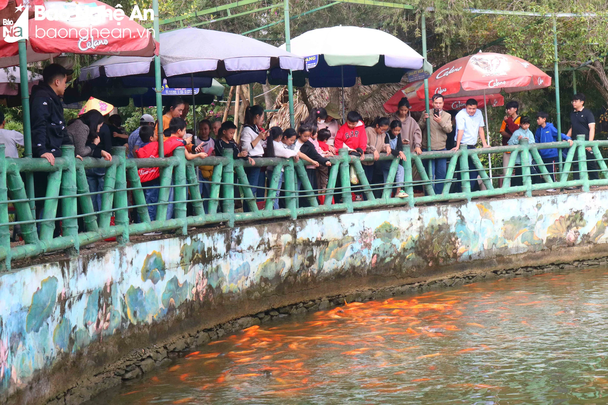 Ghé thăm Khu Di tích Kim Liên, mọi người có thể tham quan quê nội, quê ngoại Bác Hồ, đền Chung Sơn (xã Kim Liên) mộ bà Hoàng Thị Loan - thân mẫu Bác Hồ (xã Nam Giang), mua sắm những đặc sản của quê hương Nam Đàn để làm quà cho người thân... Trong ảnh: Du khách tham quan ao cá Bác Hồ ở làng Sen. Ảnh: Huy Thư