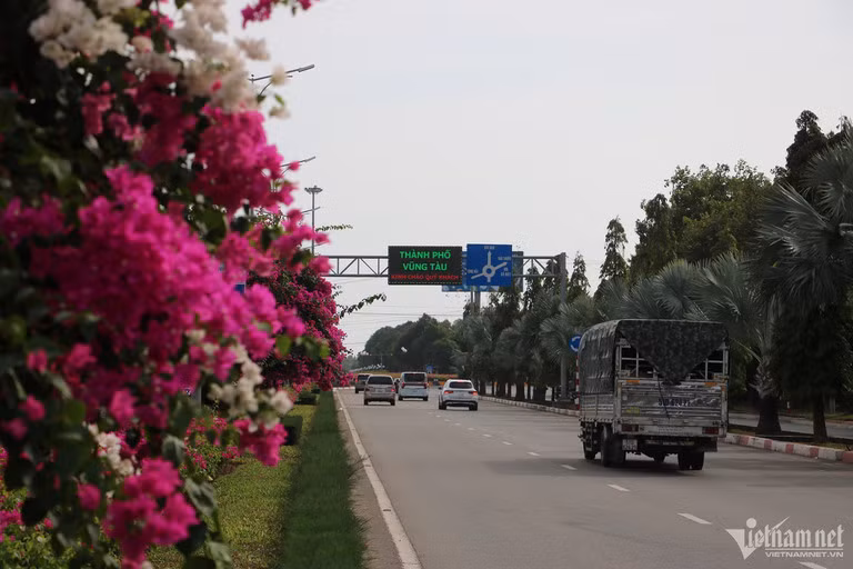 Con duong hoa giay dep 'me hon' tren dai phan cach cua ngo Vung Tau-Hinh-5