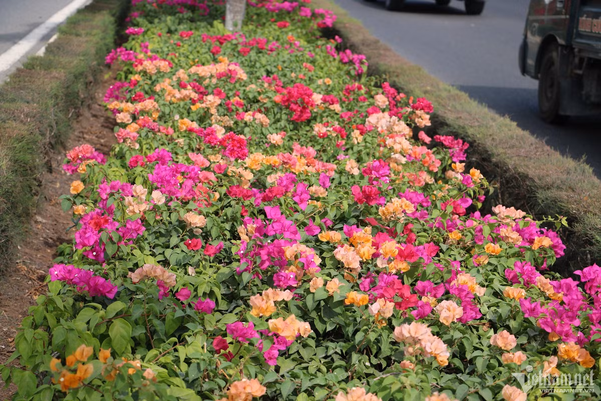 Con duong hoa giay dep 'me hon' tren dai phan cach cua ngo Vung Tau-Hinh-2