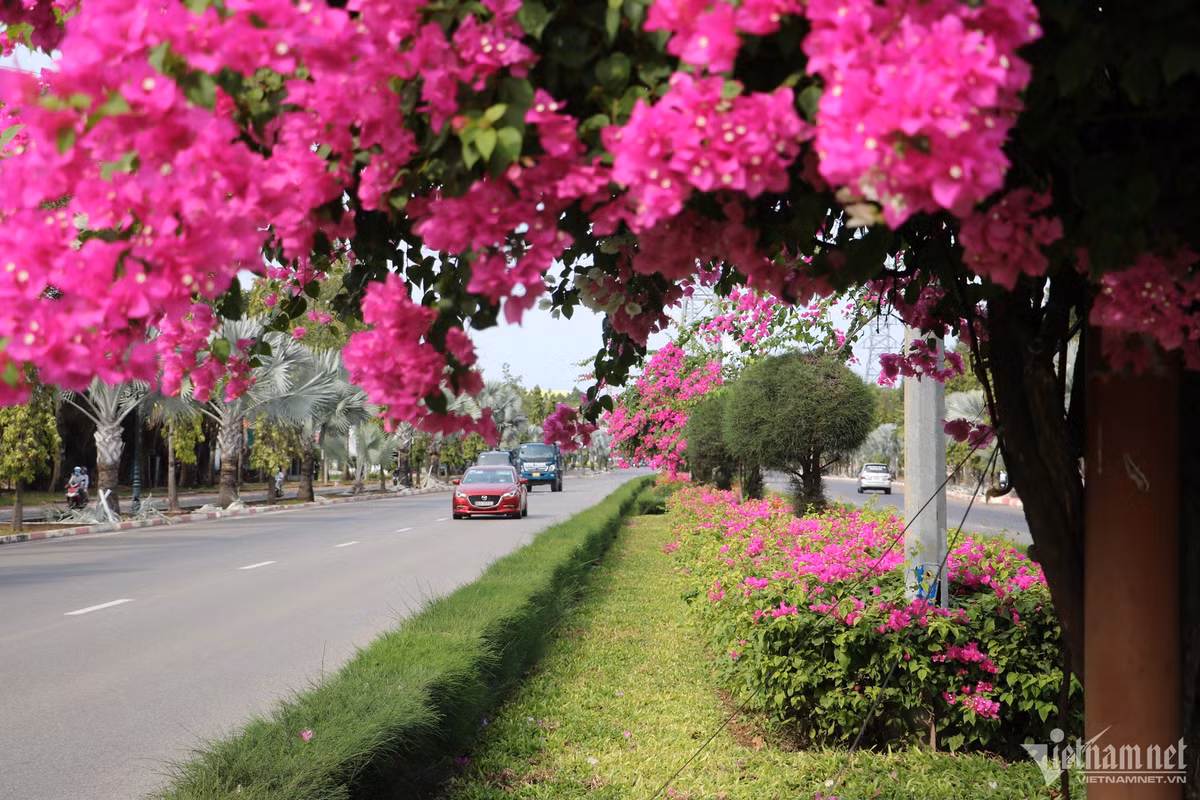 Con duong hoa giay dep 'me hon' tren dai phan cach cua ngo Vung Tau-Hinh-6