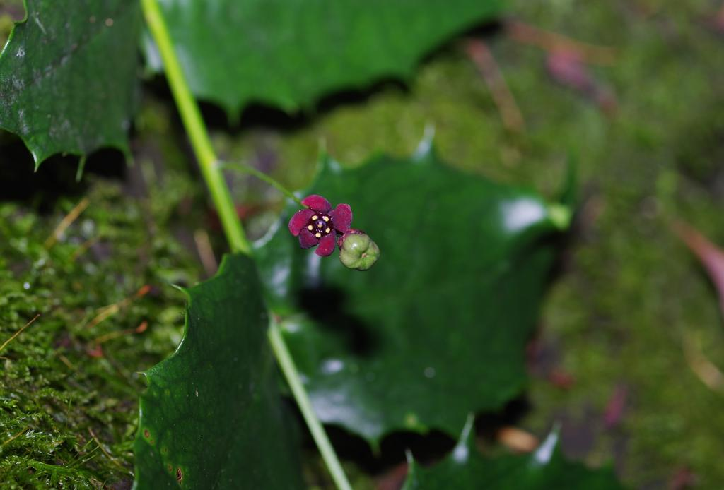 Năm 1908, Ernest Henry Wilson tìm thấy 3 mẫu cây Euonymus aquifolium tại tỉnh Tứ Xuyên, Tây Nam Trung Quốc, nhưng kể từ đó, loài này mất tích và chưa ai tìm thấy nó.