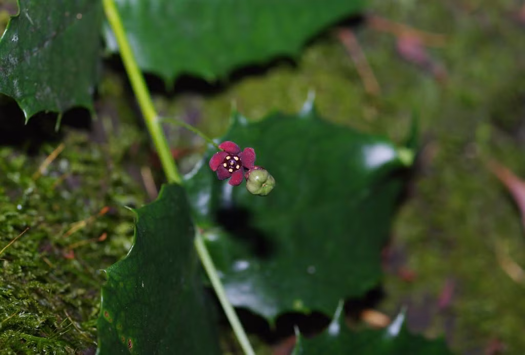 Năm 1908, Ernest Henry Wilson tìm thấy 3 mẫu cây Euonymus aquifolium tại tỉnh Tứ Xuyên, Tây Nam Trung Quốc, nhưng kể từ đó, loài này mất tích và chưa ai tìm thấy nó.