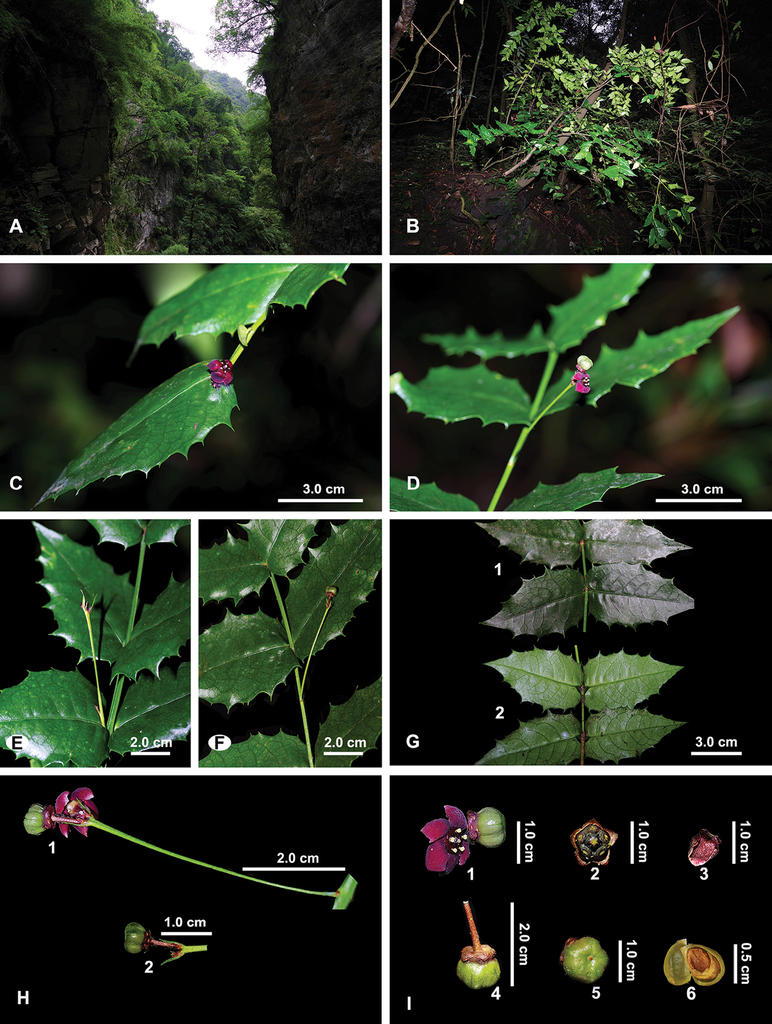 Các nhà nghiên cứu đã quan sát và xác nhận đặc điểm chính của cây, thực hiện các thí nghiệm phân tử để chắc chắn rằng đây là Euonymus aquifolium.