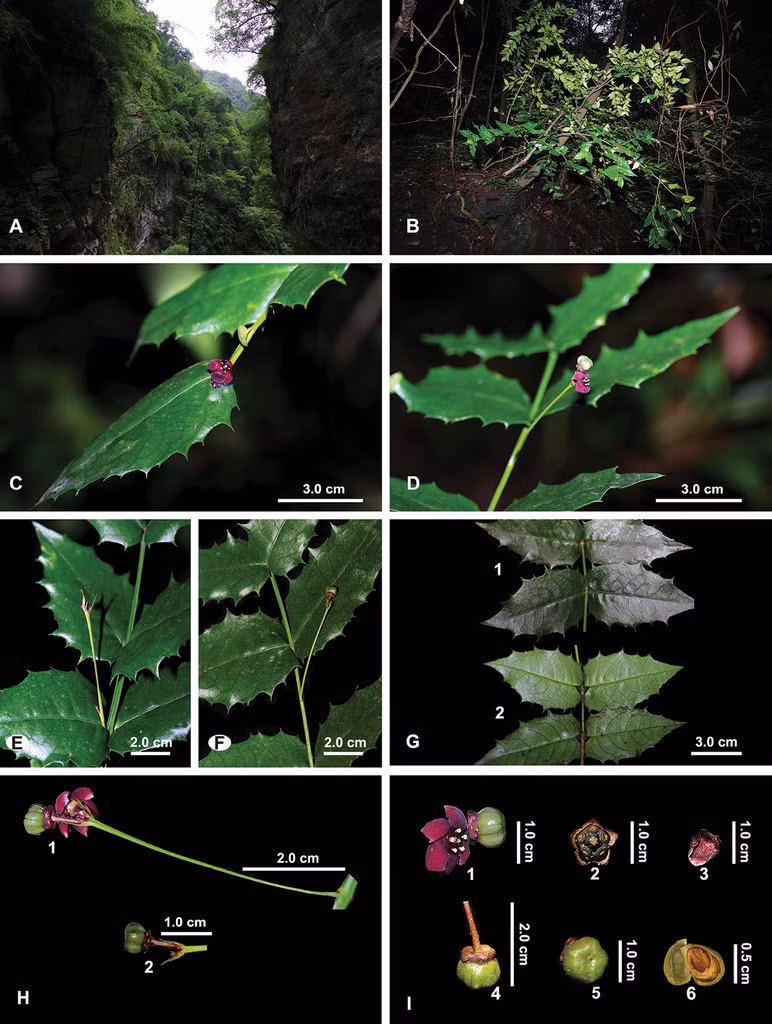 Các nhà nghiên cứu đã quan sát và xác nhận đặc điểm chính của cây, thực hiện các thí nghiệm phân tử để chắc chắn rằng đây là Euonymus aquifolium.
