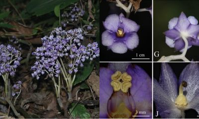 Chuyên gia khoa học đề xuất đưa Stauranthera floribunda vào Danh sách Đỏ của Liên minh Bảo tồn thiên nhiên quốc tế (IUCN) để bảo vệ và bảo tồn loài mới này.