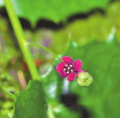 Loài cây này được xác định là cực kỳ nguy cấp trong Sách Đỏ Liên minh Bảo tồn Thiên nhiên Quốc tế, và nhóm nghiên cứu đang lên kế hoạch thu thập thêm hạt giống để bảo tồn và nghiên cứu nhân tạo.