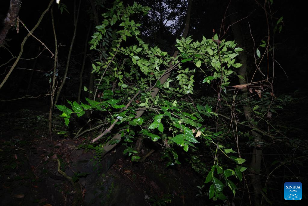 Cách đây không lâu, nhóm nghiên cứu Trung Quốc, do ông Hồ Quân - Trợ lý nghiên cứu tại Viện Sinh học Thành Đô, Viện Hàn lâm Khoa học Trung Quốc dẫn đầu, đã tái phát hiện loài thực vật hiếm Euonymus aquifolium, hơn 110 năm sau khi nó được lần đầu tiên phát hiện bởi nhà thực vật học người Anh Ernest Henry Wilson.