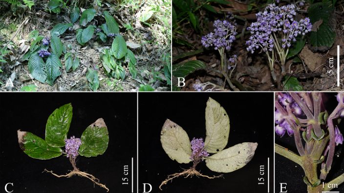 Mặc dù chỉ mới được phát hiện, loài thực vật này đang đối mặt với nguy cơ tuyệt chủng trong tự nhiên do bị đe dọa nghiêm trọng và số lượng trong tự nhiên rất ít.