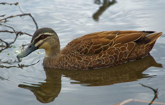 1. Vịt hồ Argentina: Loài động vật này có dương vật cực kỳ dài, bằng một nửa cơ thể chúng, đây là ngoại lệ trong loài chim.