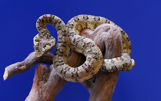 Con cái lớn hơn nhiều so với con đực, và con đực có nhiều màu sắc hơn con cái.