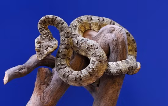 Con cái lớn hơn nhiều so với con đực, và con đực có nhiều màu sắc hơn con cái.