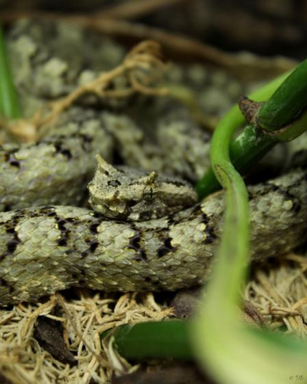 Rắn lục sừng có ngoại hình đặc biệt với hai chiếc sừng nhô ra từ hai hốc mắt, được tạo thành từ những chiếc vảy kéo dài.